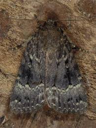 Attēlu rezultāti vaicājumam “Amphipyra pyramidea”