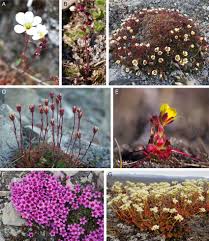 Attēlu rezultāti vaicājumam “Saxifragaceae”