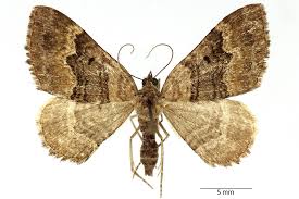 Attēlu rezultāti vaicājumam “Epirrhoe tristata imago”