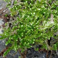 Attēlu rezultāti vaicājumam “Breidleria pratensis”