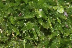 Attēlu rezultāti vaicājumam “Cephalozia bicuspidata sporophyte”