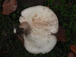 Attēlu rezultāti vaicājumam “Lactarius lygniotus”