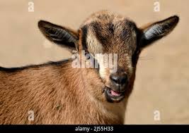 Attēlu rezultāti vaicājumam “Ovis aries juvenile”