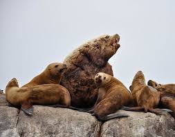 Image result for Eumetopias jubatus