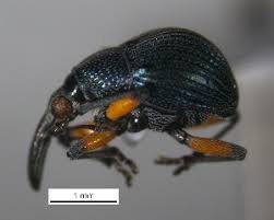 Attēlu rezultāti vaicājumam “Apion sp.”