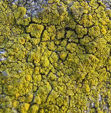 Attēlu rezultāti vaicājumam “Candelariella sp.”