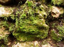 Attēlu rezultāti vaicājumam “Seligeria donniana”