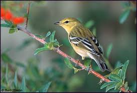 Image result for Dendroica striata