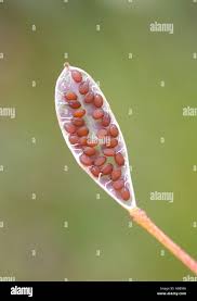 Attēlu rezultāti vaicājumam “Erophila verna fruit”