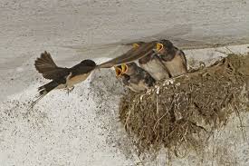 Attēlu rezultāti vaicājumam “Hirundo rustica nest”