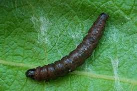 Attēlu rezultāti vaicājumam “Hedya salicella”