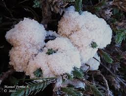 Attēlu rezultāti vaicājumam “Fuligo cinerea”