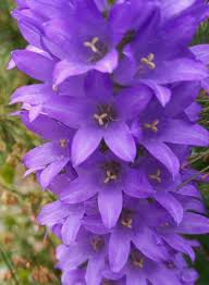 Image result for Campanula spicata