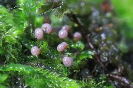 Attēlu rezultāti vaicājumam “Lycogala ustulatum macro”