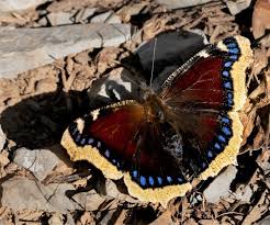 Attēlu rezultāti vaicājumam “Nymphalis antiopa upperside”