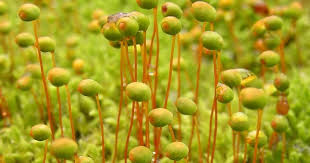 Attēlu rezultāti vaicājumam “Philonotis”