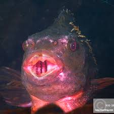 Image result for Cyclopterus lumpus