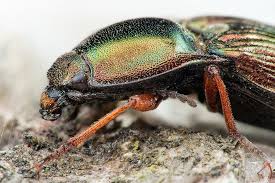 Attēlu rezultāti vaicājumam “Selatosomus aeneus”