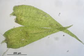 Attēlu rezultāti vaicājumam “Homomallium incurvatum”