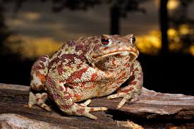 Attēlu rezultāti vaicājumam “Bufo bufo”