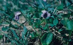 Attēlu rezultāti vaicājumam “Viola rupestris bud”