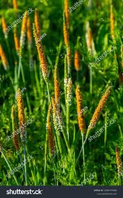 Attēlu rezultāti vaicājumam “Alopecurus aequalis flower”