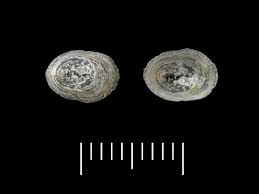 Attēlu rezultāti vaicājumam “Ancylus fluviatilis”