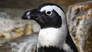 Image result for penguin