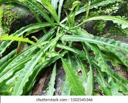 Attēlu rezultāti vaicājumam “Leontodon hispidus leaf”