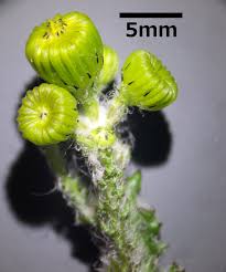 Attēlu rezultāti vaicājumam “Senecio vernalis bud”