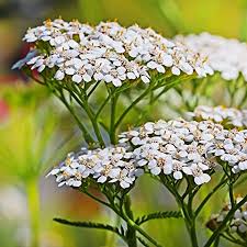 Attēlu rezultāti vaicājumam “Achillea millefolium flower”