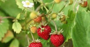 Attēlu rezultāti vaicājumam “Fragaria vesca”