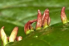 Attēlu rezultāti vaicājumam “Eriophyes tiliae”