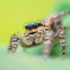 Attēlu rezultāti vaicājumam “Physarum obscurum macro”