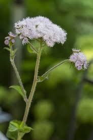 Image result for Leberbalsam