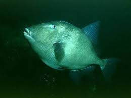 Image result for Balistes capriscus