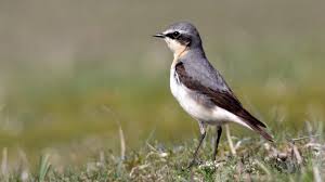 Attēlu rezultāti vaicājumam “Oenanthe oenanthe”