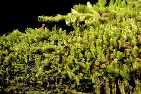 Attēlu rezultāti vaicājumam “Lophozia”