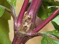 Attēlu rezultāti vaicājumam “Adaina microdactyla”