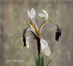 Attēlu rezultāti vaicājumam “Iris rosenbachiana flower”