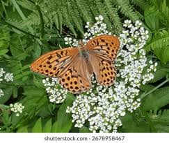 Attēlu rezultāti vaicājumam “Argynnis paphia male”
