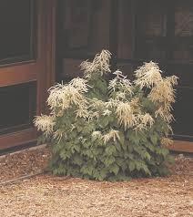 Image result for Aruncus dioicus