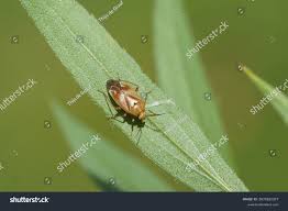 Attēlu rezultāti vaicājumam “Lygus pratensis”