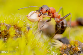 Attēlu rezultāti vaicājumam “Formica rufa pupa”
