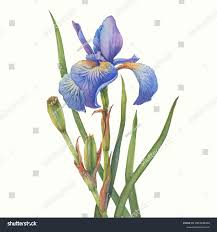 Attēlu rezultāti vaicājumam “Iris sibirica leaf”