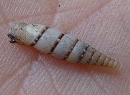 Attēlu rezultāti vaicājumam “Clausiliidae”