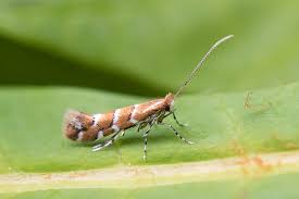 Attēlu rezultāti vaicājumam “Cameraria ohridella”