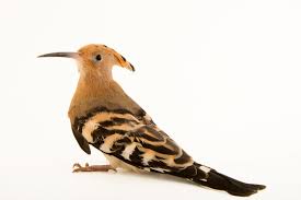 Attēlu rezultāti vaicājumam “Upupa epops”