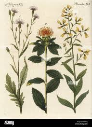 Attēlu rezultāti vaicājumam “Serratula tinctoria leaf”