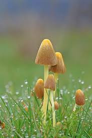 Attēlu rezultāti vaicājumam “Bolbitius vitellinus”